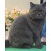 Pet Portraits Full Body | PetsMatter Handmade 3D Wool Needle Felt Pet Portraits Full Body | PetsMatter