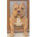 Head & Paws Pet Portraits Handmade 3D Cat Wool Needle Felt Portraits with Wooden Frame | PetsMatter