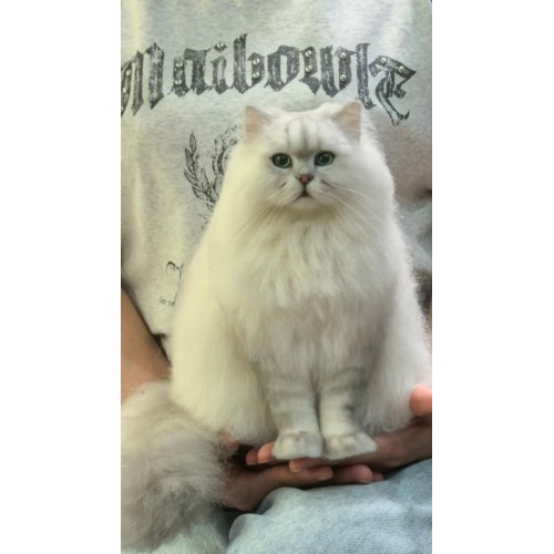 Pet Portraits Full Body | PetsMatter Handmade 3D Wool Needle Felt Pet Portraits Full Body | PetsMatter