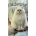 Pet Portraits Full Body | PetsMatter Handmade 3D Wool Needle Felt Pet Portraits Full Body | PetsMatter