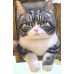 Head & Paws Pet Portraits Handmade 3D Cat Wool Needle Felt Portraits with Wooden Frame | PetsMatter Head & Paws Pet Portraits Handmade 3D Cat Wool Needle Felt Portraits with Wooden Frame | PetsMatter