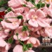 115 PCS * Pipe Cleaner Chenille Stems Handmade Butterfly Orchid Flower Making Kit DIY Art Flower Bouquet Craft Set Hot Glue Sticks Tape 