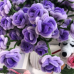 Exactly Same Gradient Purple Color Rose Making Kits As Tiktok Live Streaming Fuzzy Pipe Cleaner Chenille Stems DIY Craft Supplies Exactly Same Gradient Purple Color Rose Making Kits As Tiktok Live Streaming Fuzzy Pipe Cleaner Chenille Stems DIY Craft Supplies