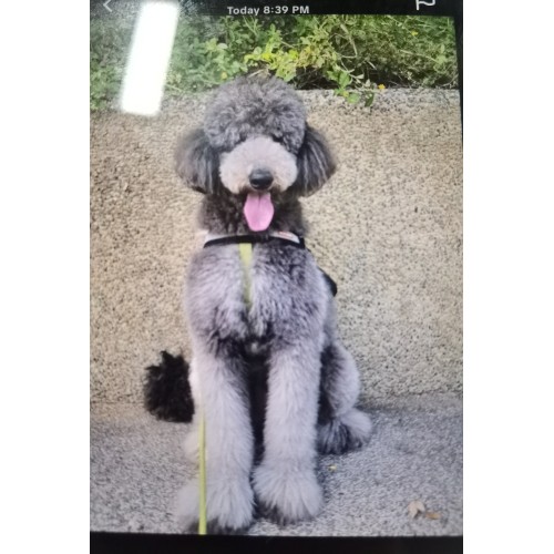 Pet Portraits Full Body | PetsMatter Handmade 3D Wool Needle Felt Pet Portraits Full Body | PetsMatter 8-10 inch